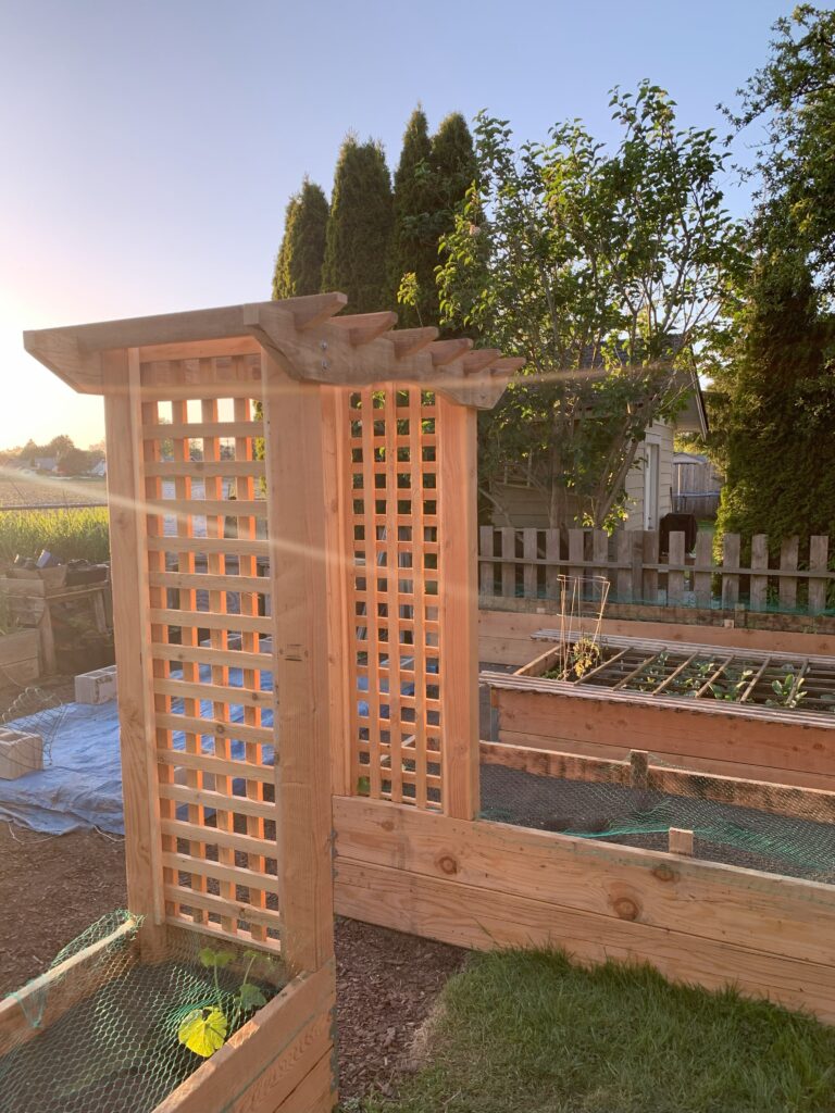 Hughes raised beds 5